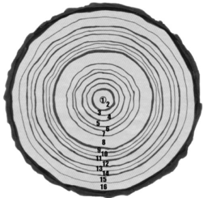 Screen Shot 2020-04-08 at 11.45.16 AM